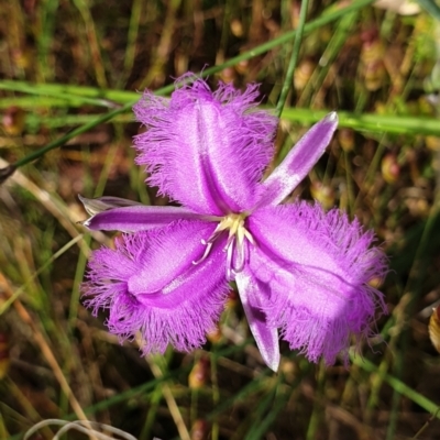 Thysanotus tuberosus (Common Fringe-lily) at Cook, ACT - 18 Nov 2021 by drakes