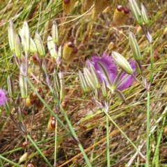 Thysanotus tuberosus at Cook, ACT - 19 Nov 2021