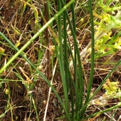 Thysanotus tuberosus at Cook, ACT - 19 Nov 2021