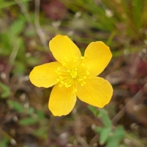 Hypericum gramineum at Cook, ACT - 19 Nov 2021 09:01 AM