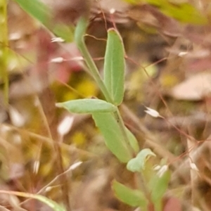 Hypericum gramineum at Cook, ACT - 19 Nov 2021 09:01 AM