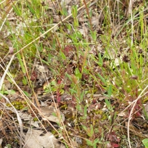 Hypericum gramineum at Cook, ACT - 19 Nov 2021 09:01 AM