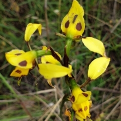 Diuris sulphurea (Tiger Orchid) at Cook, ACT - 19 Nov 2021 by drakes