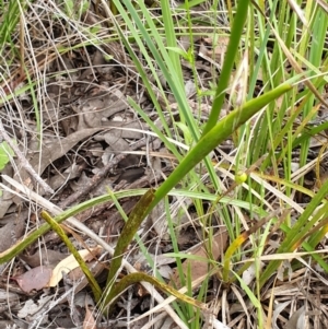 Diuris sulphurea at Cook, ACT - suppressed