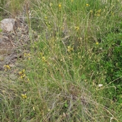 Diuris sulphurea at Cook, ACT - 19 Nov 2021