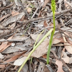 Microtis sp. (Onion Orchid) at Cook, ACT - 18 Nov 2021 by drakes