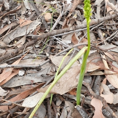 Microtis sp. (Onion Orchid) at Cook, ACT - 19 Nov 2021 by drakes