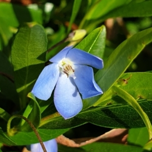 Billardiera heterophylla at Cook, ACT - 19 Nov 2021