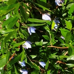 Billardiera heterophylla at Cook, ACT - 19 Nov 2021