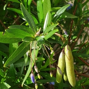 Billardiera heterophylla at Cook, ACT - 19 Nov 2021