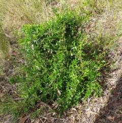 Billardiera heterophylla at Cook, ACT - 19 Nov 2021