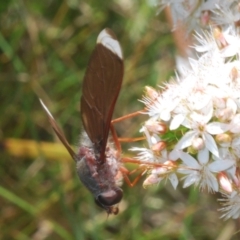 Comptosia stria at Paddys River, ACT - 18 Nov 2021 03:04 PM