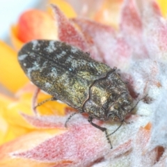 Ethonion reichei (A jewel beetle) at Namadgi National Park - 18 Nov 2021 by Harrisi