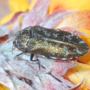 Ethonion reichei at Cotter River, ACT - 18 Nov 2021