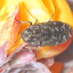 Ethonion reichei at Cotter River, ACT - 18 Nov 2021 11:14 PM