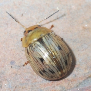 Faex sp. (genus) at Cotter River, ACT - 18 Nov 2021