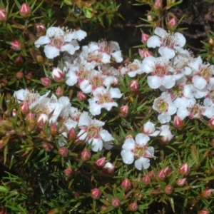 Leptospermum arachnoides at Tinderry, NSW - 20 Nov 2021