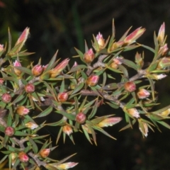 Leptospermum arachnoides at Tinderry, NSW - 20 Nov 2021