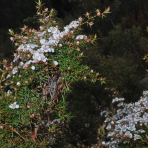 Leptospermum arachnoides at Tinderry, NSW - 20 Nov 2021