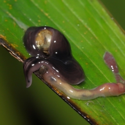 Anisorhynchodemus guttatus (Speckled flatworm) at Acton, ACT - 21 Nov 2021 by TimL