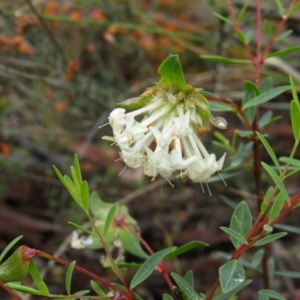 Pimelea linifolia at Molonglo Valley, ACT - 21 Nov 2021