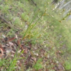 Juncus remotiflorus (A Rush) at Molonglo Valley, ACT - 21 Nov 2021 by MatthewFrawley