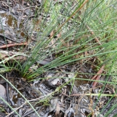 Juncus remotiflorus at Molonglo Valley, ACT - 21 Nov 2021 11:45 AM