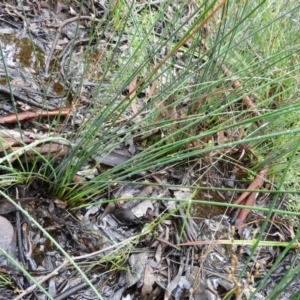 Juncus remotiflorus at Molonglo Valley, ACT - 21 Nov 2021