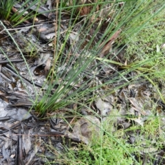 Juncus remotiflorus at Molonglo Valley, ACT - 21 Nov 2021 11:45 AM