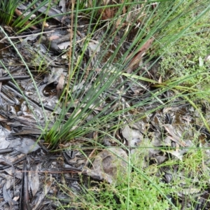 Juncus remotiflorus at Molonglo Valley, ACT - 21 Nov 2021