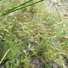 Juncus remotiflorus at Molonglo Valley, ACT - 21 Nov 2021 11:45 AM