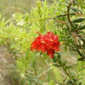 Grevillea alpina at Molonglo Valley, ACT - 21 Nov 2021