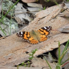 Vanessa kershawi (Australian Painted Lady) at Molonglo Valley, ACT - 21 Nov 2021 by MatthewFrawley