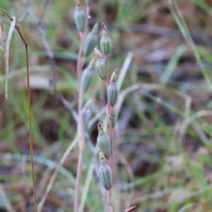 Thelymitra sp. at Paddys River, ACT - suppressed