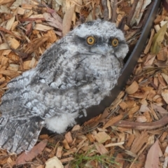 Podargus strigoides (Tawny Frogmouth) at Alpine - 25 Oct 2021 by Willowvale42