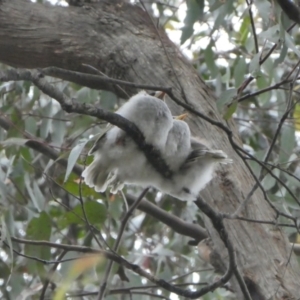 Manorina melanocephala at Bowral, NSW - 20 Nov 2021