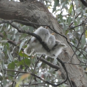 Manorina melanocephala at Bowral, NSW - suppressed