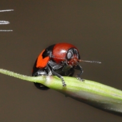 Ditropidus pulchellus (Leaf beetle) at Acton, ACT - 21 Nov 2021 by TimL