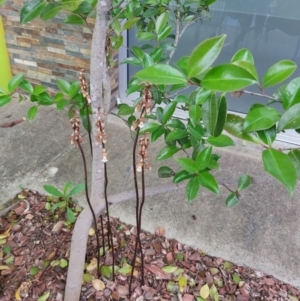 Gastrodia sesamoides at Greenway, ACT - 22 Nov 2021