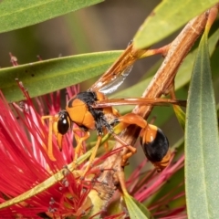 Delta bicinctum (Potter wasp) at David Winterbottom Park - 21 Nov 2021 by Roger