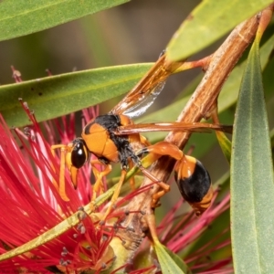 Delta bicinctum at Wodonga, VIC - 21 Nov 2021