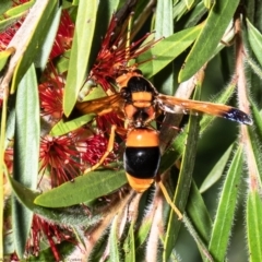 Delta bicinctum at Wodonga, VIC - 21 Nov 2021 11:38 AM