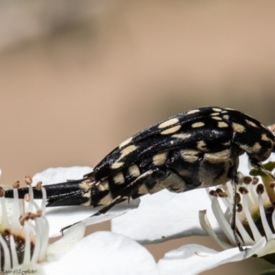 Mordella dumbrelli (Dumbrell's Pintail Beetle) at David Winterbottom Park - 21 Nov 2021 by Roger