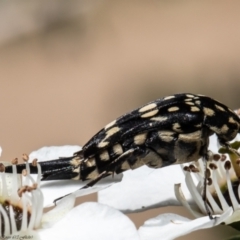 Mordella dumbrelli (Pintail or tumbling flower beetle) at Wodonga, VIC - 21 Nov 2021 by Roger