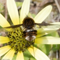 Staurostichus sp. (genus) (Unidentified Staurostichus bee fly) at Wodonga, VIC - 21 Nov 2021 by Roger