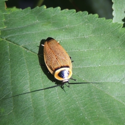 Ellipsidion australe (Austral Ellipsidion cockroach) at Conder, ACT - 21 Dec 2016 by MichaelBedingfield