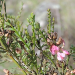 Indigofera adesmiifolia at Theodore, ACT - 20 Oct 2021 04:02 PM