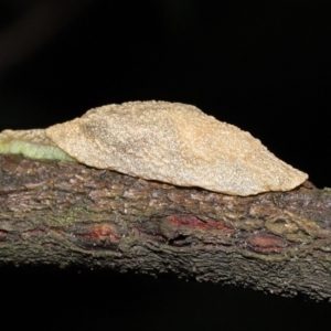 Cystopelta sp. (genus) at Acton, ACT - 21 Nov 2021