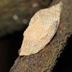 Cystopelta sp. (genus) at Acton, ACT - 21 Nov 2021