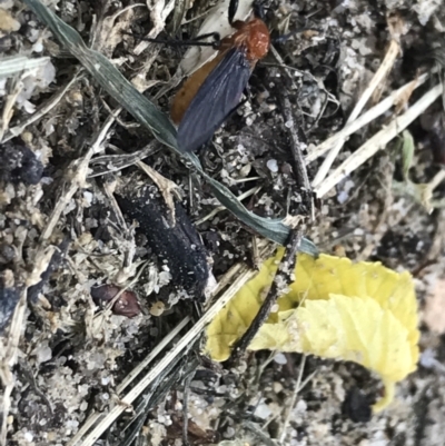 Bibio imitator (Garden maggot) at Sullivans Creek, Lyneham South - 22 Nov 2021 by Tapirlord